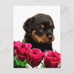 Valentijn Roos Rottweiler Puppy Feestdagenkaart