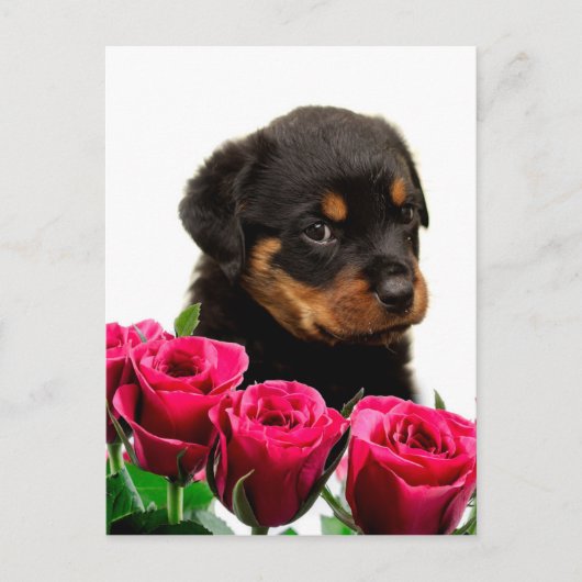 Valentijn Roos Rottweiler Puppy Feestdagenkaart (Voorkant)