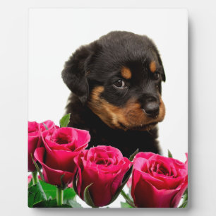 Valentijn Roos Rottweiler Puppy Fotoplaat