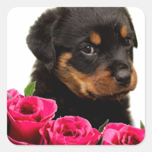 Valentijn Roos Rottweiler Puppy Vierkante Sticker