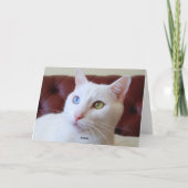 Valentijn Turkish Angora Cat Odd Eyes Kaart (Achterkant)