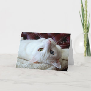Valentijn Turkish Angora Cat Odd Eyes Kaart
