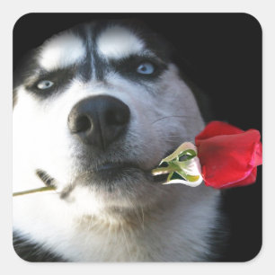 Valentijn van de soort Husky en Roos/Tango Dog Vierkante Sticker