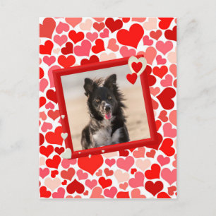 Valentijns  Border Collie Dog Hearts Feestdagenkaart