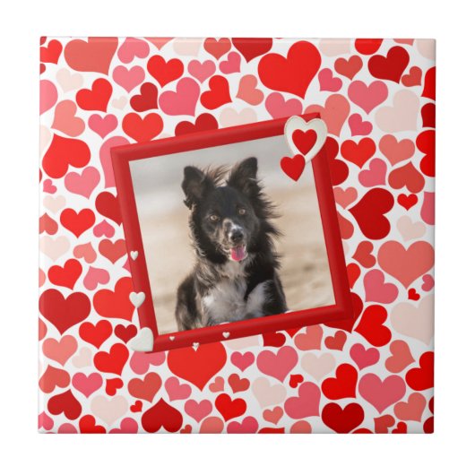 Valentijns  Border Collie Dog Hearts Tegeltje (Voorkant)