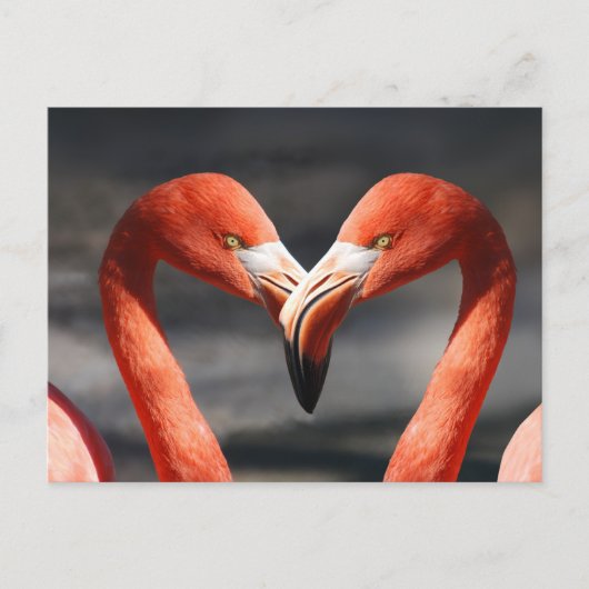 Valentijns Flamingo Briefkaart (Voorkant)