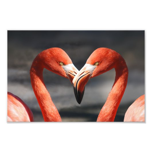 Valentijns Flamingo Foto Afdruk (Voorkant)