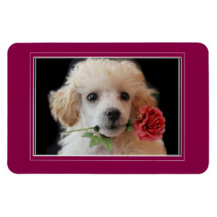 Valentijns Speelgoed Poedel Puppy 4x6 fotomagneet Magneet