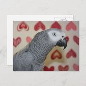 Valentijnsdag African Grey Parrot Feestdagenkaart (Voorkant / Achterkant)