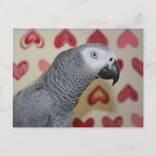 Valentijnsdag African Grey Parrot Feestdagenkaart