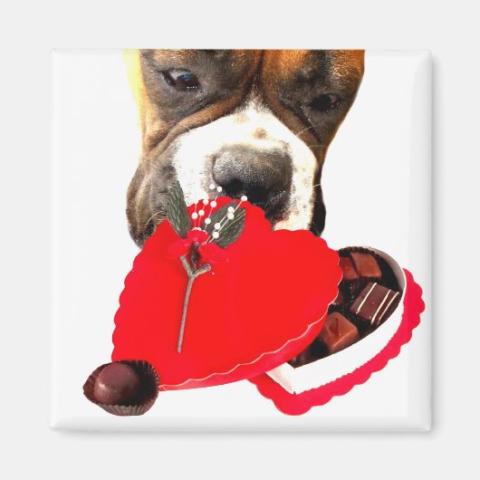 Valentijnsdag Boxer met chocolade magneet (Voorkant)