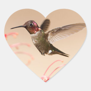 Valentijnsdag Hummingbird Heart Stickers