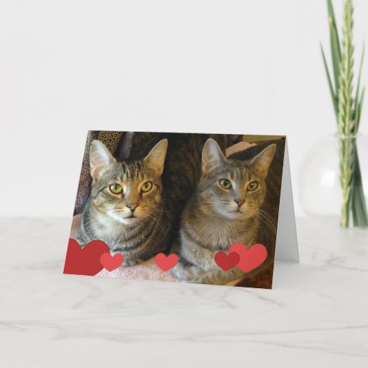 Valentijnsdag Katten Feestdagen Kaart (Voorkant)