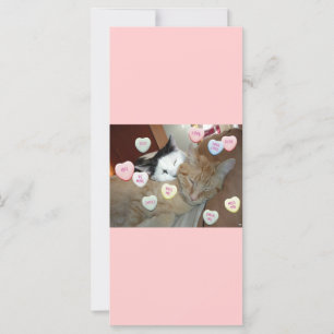 Valentijnsdag Kittens