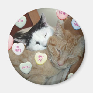 Valentijnsdag Kittens Magneet