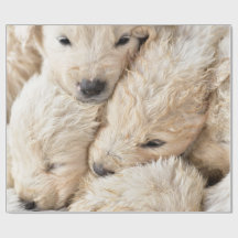 Valentijnsdag puppies
