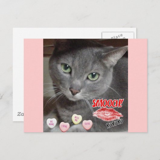 Valentijnsdag Russisch blauw grijs kat Feestdagenkaart (Voorkant / Achterkant)