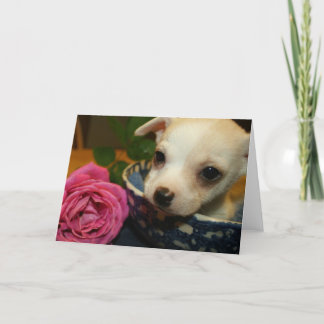 Valentijnse Kaarten houden van  Baby Chihuahua Pup