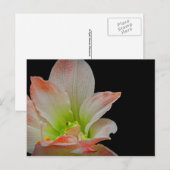 Valentijnse kikker feestdagenkaart (Voorkant / Achterkant)