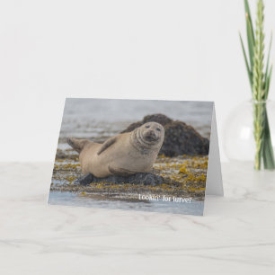 Valentine zeehond kaart