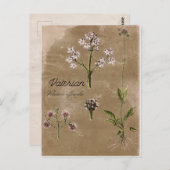Valerian Herb Plant Post Card Briefkaart (Voorkant / Achterkant)