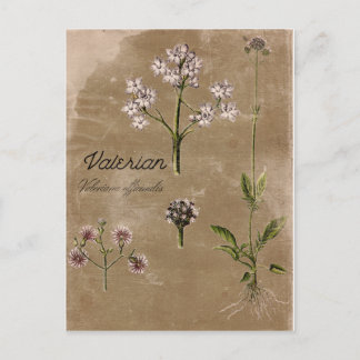  Valerian Herb Plant Post Card Briefkaart