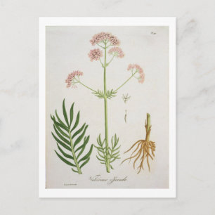 Valerian van 'Phytographie Medicale' door Joseph R Briefkaart