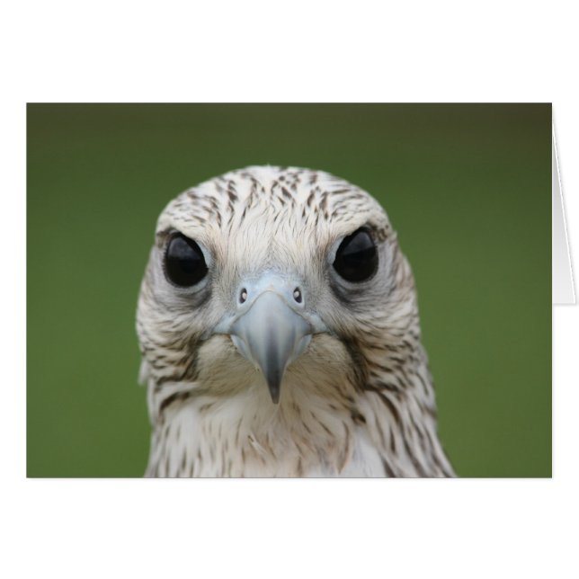 valk (Voorkant Horizontaal)