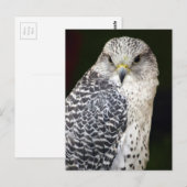 valk briefkaart (Voorkant / Achterkant)