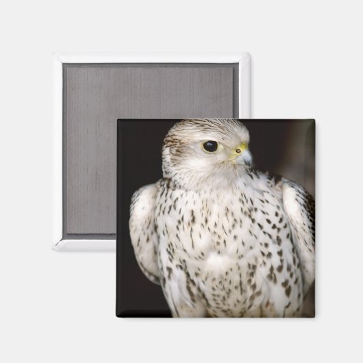 valk magneet (Voorkant / Achterkant)