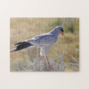 Valken van Namibië. Legpuzzel