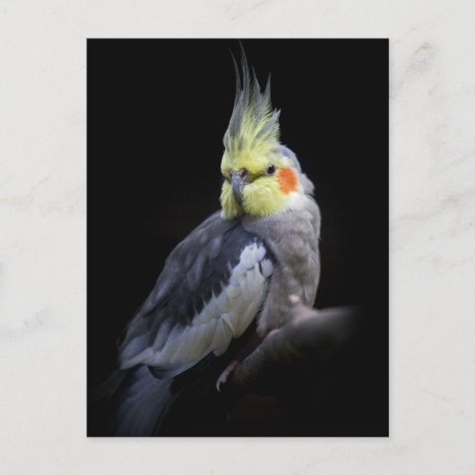 Valkparkiet Ansichtkaart Briefkaart (Voorkant)