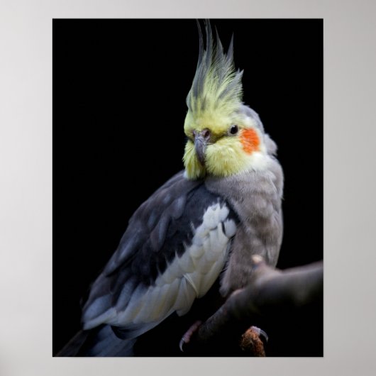Valkparkiet Print (Voorkant)