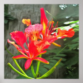 Vallarta Flaming Beauty 1583 Art Print (Voorkant)