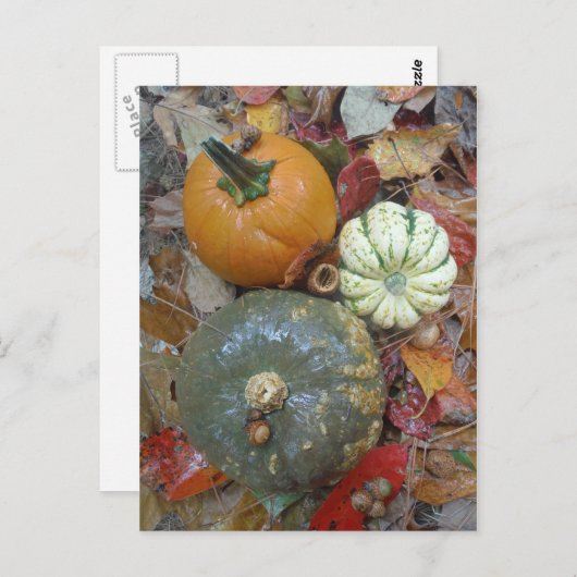 Valle bladeren Pompoenen en pompoenen Briefkaart (Voorkant / Achterkant)