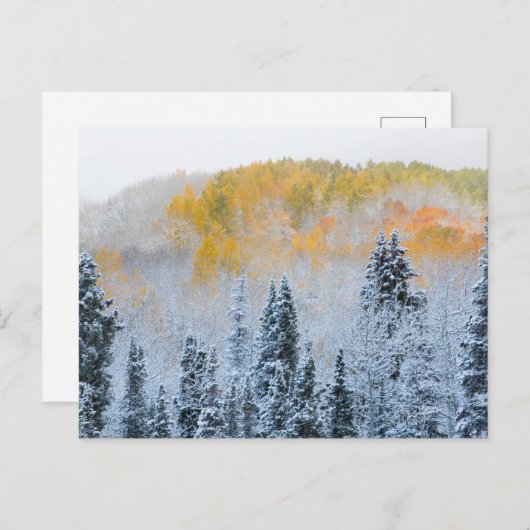 Valle kleuren van espennen en vers sneeuwbalpas briefkaart (Voorkant / Achterkant)