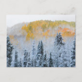 Valle kleuren van espennen en vers sneeuwbalpas briefkaart (Voorkant)