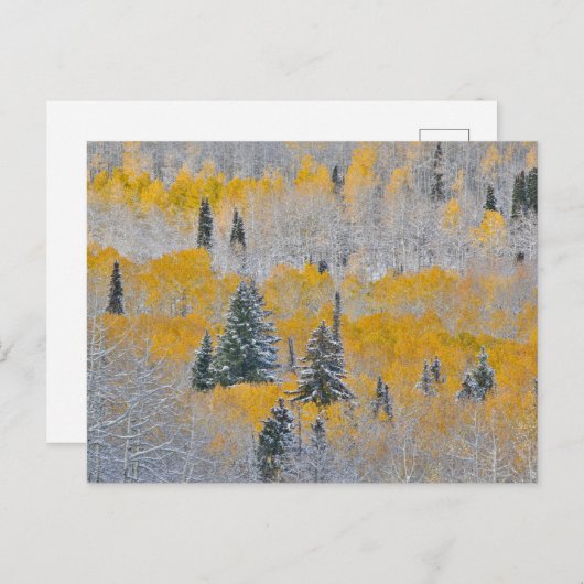 Valle kleuren van espennen en vers sneeuwbalpas briefkaart (Voorkant / Achterkant)