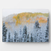 Valle kleuren van espennen en vers sneeuwbalpas fotoplaat (voorkant)