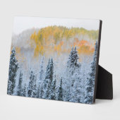 Valle kleuren van espennen en vers sneeuwbalpas fotoplaat (Zijkant)