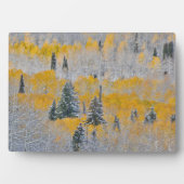 Valle kleuren van espennen en vers sneeuwbalpas fotoplaat (voorkant)