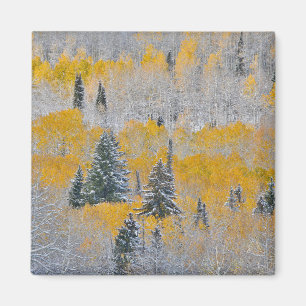 Valle kleuren van espennen en vers sneeuwbalpas magneet