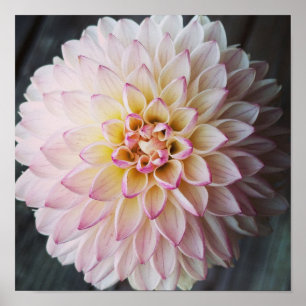 Vallei Porcupine Blush Dahlia Bloem Poster