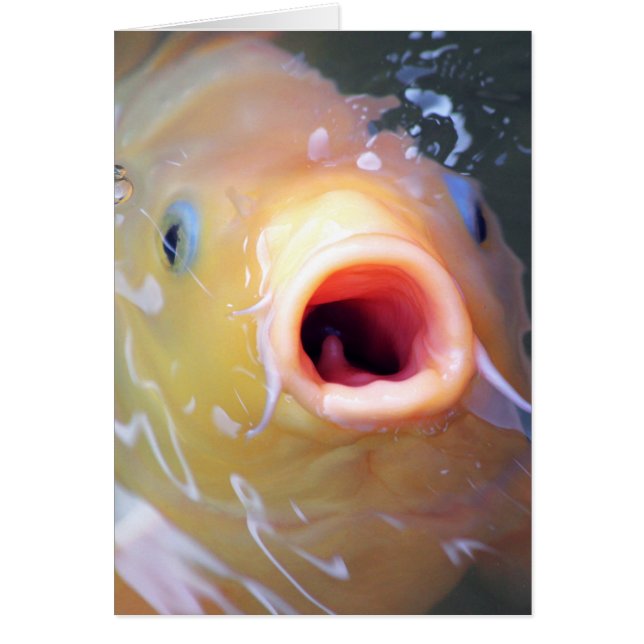 Vallen Zingend Geest Koi (Voorkant)