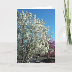 “Valley Blossoms” Kaart om Beterschap te Wensen
