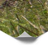 Valley Forge, PA Log Cabin Poster (Hoek)