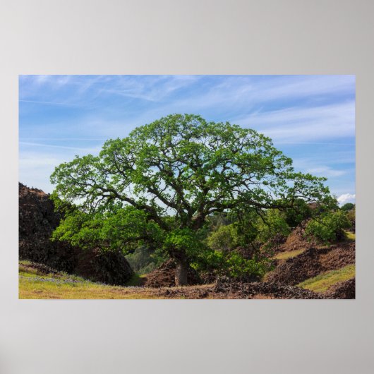 Valley Oak Tree Poster (Voorkant)