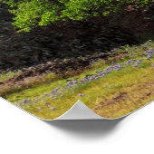 Valley Oak Tree Poster (Hoek)