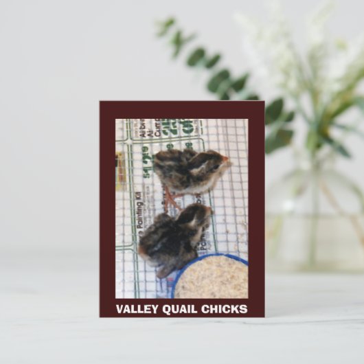 VALLEY QUAIL CHICKS BRIEFKAART (Staand voorkant)