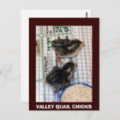 VALLEY QUAIL CHICKS BRIEFKAART (Voorkant / Achterkant)